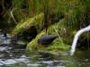 24 Jul: American Dipper, Williwaw National Forest, AK