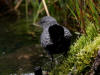 24 Jul: American Dipper, Williwaw National Forest, AK