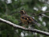 24 Jul: Varied Thrush, Williwaw National Forest, AK