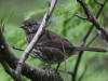 24 Jul: Fox Sparrow, Williwaw National Forest, AK