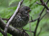 24 Jul: Fox Sparrow, Williwaw National Forest, AK