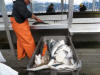 24 Jul: Fish catch, Seward, AK
