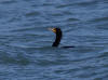 24 Jul: Double-crested Cormorant, Resurrection Bay, Seward, AK