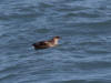24 Jul: Marbled Murrelet, Resurrection Bay, Seward, AK