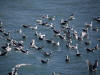 26Jul: Glaucous-winged Gull, Resurrection Bay, Seward, AK