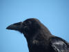 26Jul: Common Raven, Resurrection Bay, Seward, AK