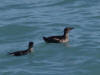26Jul: Marbled Murrelet, Resurrection Bay, Seward, AK