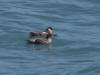 26Jul: Marbled Murrelet, Resurrection Bay, Seward, AK