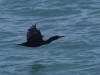 26Jul: Double-crested Cormorant, Resurrection Bay, Seward, AK