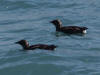 26Jul: Marbled Murrelet, Resurrection Bay, Seward, AK