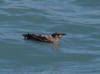 26Jul: Marbled Murrelet, Resurrection Bay, Seward, AK