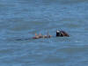 26Jul: Sea Otter eating crab, Resurrection Bay, Seward, AK