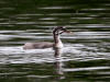 29 Jul: Red-necked Grebe (juvenile), Wasilla Lake, Wasilla, AK