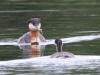 29 Jul: Red-necked Grebe, Wasilla Lake, Wasilla, AK