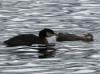 29 Jul: Red-necked Grebe, Wasilla Lake, Wasilla, AK