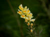 29 Jul: Butter-and-eggs, Wasilla Lake, Wasilla, AK