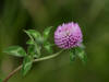 29 Jul: Red Clover, Wasilla Lake, Wasilla, AK