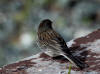 30Jul: Slate-colored Junco (juvenile), Lake Louise, AK