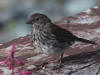 30Jul: Slate-colored Junco (juvenile), Lake Louise, AK