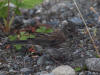 30Jul: Slate-colored Junco (juvenile), Lake Louise, AK