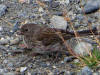 30Jul: Slate-colored Junco (juvenile), Lake Louise, AK