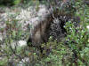 30Jul: Porcupine, Lake Louise, AK