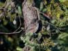 31Jul: Boreal Chickadee, Lake Louise, AK
