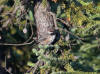 31Jul: Boreal Chickadee, Lake Louise, AK