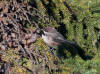 31Jul: Boreal Chickadee, Lake Louise, AK