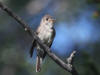 31Jul: Western Wood-Pewee, Wrangell-St.Elias National Park, AK
