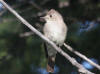 31Jul: Western Wood-Pewee, Wrangell-St.Elias National Park, AK
