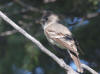 31Jul: Western Wood-Pewee, Wrangell-St.Elias National Park, AK