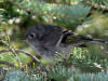 31Jul: Ruby-crowned Kinglet, Wrangell-St.Elias National Park, AK