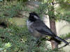 31Jul: Boreal Chickadee, Wrangell-St.Elias National Park, AK