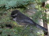 31Jul: Boreal Chickadee, Wrangell-St.Elias National Park, AK