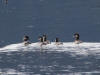 31Jul: Bufflehead, Slana Slough, Tok Cutoff, AK