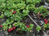 01Aug: Lowbush Cranberry, Tok, AK
