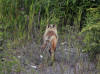 02Aug: Retreating Red Fox, Taylor Highway, AK
