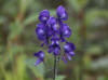 02Aug: Monkshood, Taylor Highway, AK