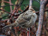 03Aug: White-crowned Sparrow (juvenile), Chicken, AK