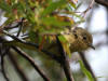 03Aug: Yellow Warbler, Chicken, AK