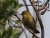 03Aug: Yellow Warbler, Chicken, AK