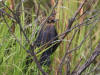 03Aug: Rusty Blackbird, Chicken, AK