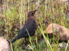 03Aug: Rusty Blackbird, Chicken, AK