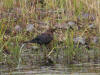 03Aug: Rusty Blackbird, Chicken, AK