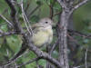 03Aug: Orange-crowned Warbler, Chicken, AK