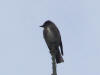 03Aug: Olive-sided Flycatcher, Chicken, AK
