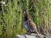 04Aug: Ruffed Grouse, Taylor Highway east of Chicken, AK