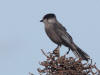 04Aug: Gray Jay, Taylor Highway toward Eagle, AK