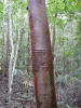 Gumbo Limbo (Bursera simaruba)
Shipstern Nature Reserve